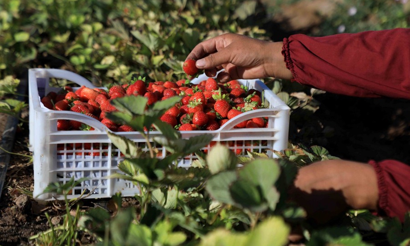 A farmer harvests strawberries at a green house in Injil district of Heart province, western Afghanistan, June 27, 2021.(Photo: Xinhua)