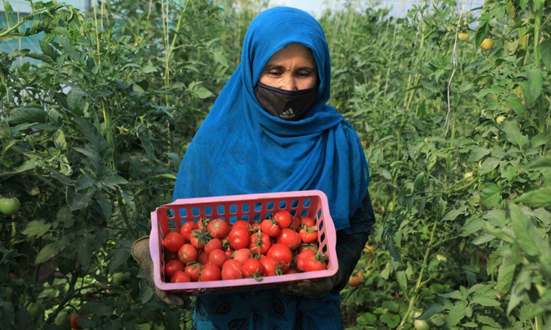 A farmer carries a box of harvested tomatoes at a green house in Injil district of Heart province, western Afghanistan, June 27, 2021.(Photo: Xinhua)