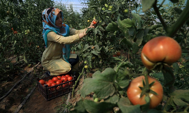 A farmer harvests tomatoes at a green house in Injil district of Heart province, western Afghanistan, June 27, 2021.(Photo: Xinhua)