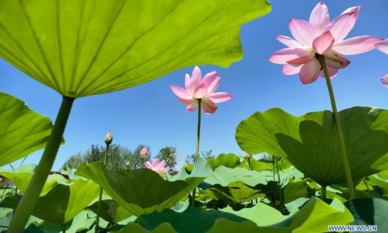 Lotus flowers at wetland park in Yinchuan, NW China - Global Times