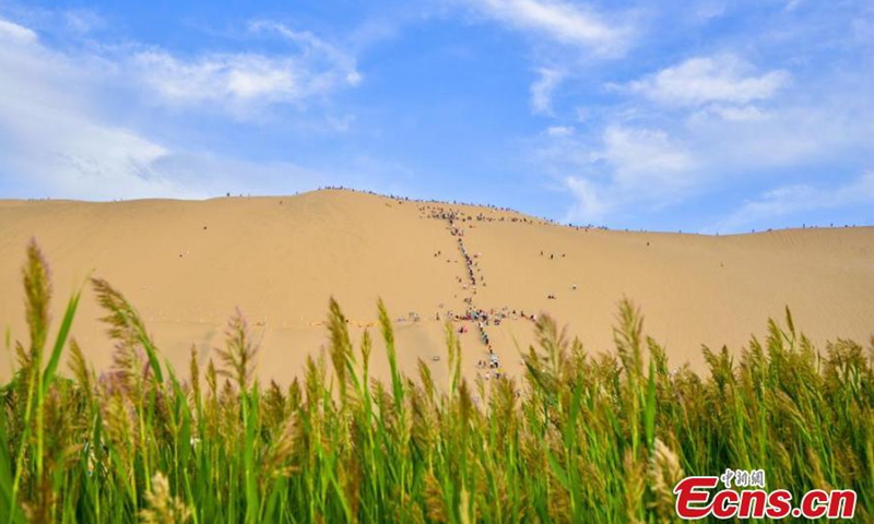 Reeds flourish by the Crescent Lake. (Photo/ Wang Binyin)