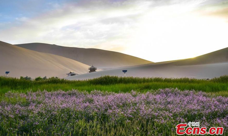 Apocynums by the lake are in full blossom in the midsummer time. (Photo/ Wang Binyin)