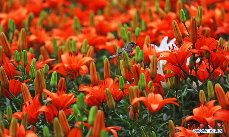 Photo shows a bird resting on lily at Shenshuiwan Park in Shenyang, northeast China's Liaoning Province, July 6, 2021. (Xinhua/Yang Qing)