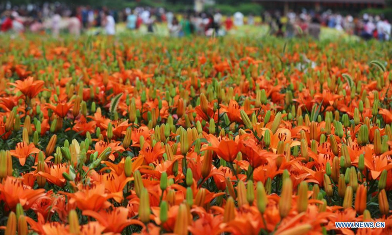 Photo shows lilies at Shenshuiwan Park in Shenyang, northeast China's Liaoning Province, July 6, 2021. (Xinhua/Yang Qing)