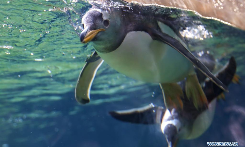 Belgium's Pairi Daiza zoo opens newly-built Penguin House to public ...