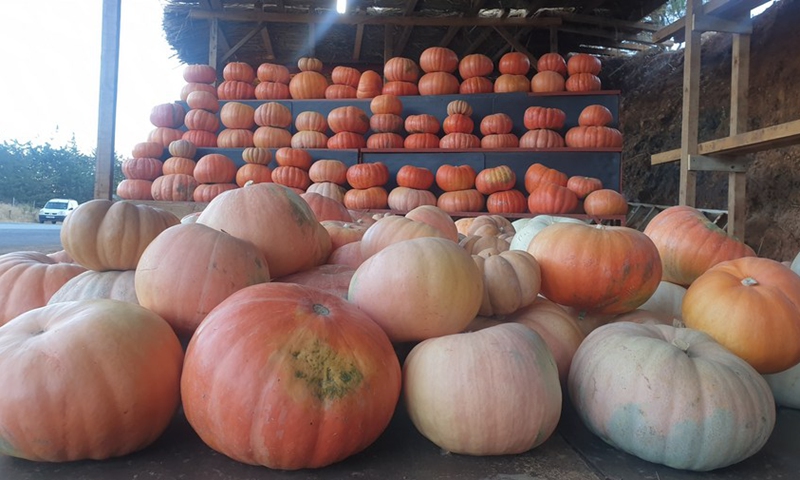 Pumpkin stalls are seen on the side of a main road to the city of Chtaura in Bekaa, Lebanon, on July 4, 2021.(Photo: Xinhua)