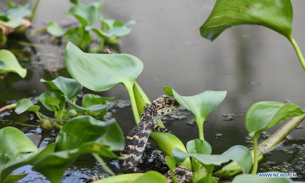 A baby Chinese alligator is seen at a pool of the Anhui Chinese alligator national nature reserve in Xuancheng City, east China's Anhui Province, July 6, 2021. Chinese alligators at the Anhui Chinese alligator national nature reserve greet their breeding season in recent days. The eggs are collected by staff to be sent to the artificial breeding center to be artificially hatched. (Xinhua/Han Xu)