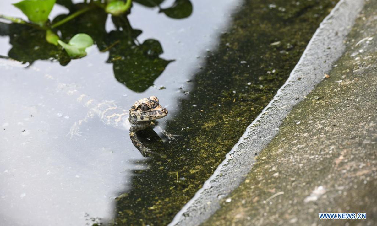 A baby Chinese alligator is seen at a pool of the Anhui Chinese alligator national nature reserve in Xuancheng City, east China's Anhui Province, July 6, 2021. Chinese alligators at the Anhui Chinese alligator national nature reserve greet their breeding season in recent days. The eggs are collected by staff to be sent to the artificial breeding center to be artificially hatched. (Xinhua/Han Xu)