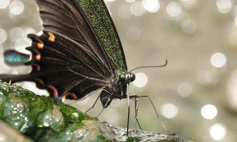 A common peacock butterfly is seen at a village in Kangra district of India's Himachal Pradesh state, July 8, 2021.Photo:Xinhua