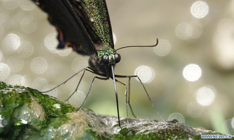 A common peacock butterfly is seen at a village in Kangra district of India's Himachal Pradesh state, July 8, 2021.Photo:Xinhua