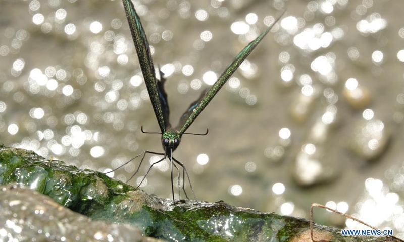 A common peacock butterfly is seen at a village in Kangra district of India's Himachal Pradesh state, July 8, 2021.Photo:Xinhua