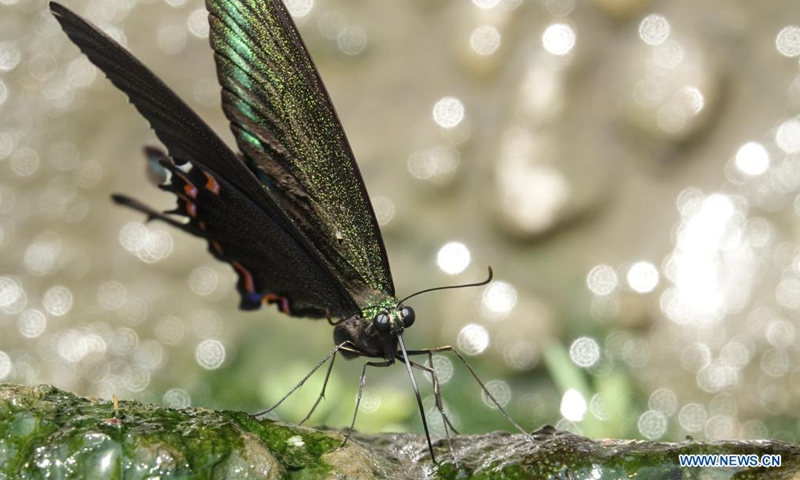 A common peacock butterfly is seen at a village in Kangra district of India's Himachal Pradesh state, July 8, 2021.Photo:Xinhua