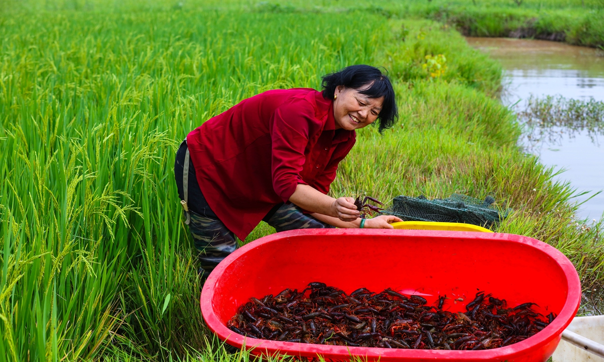 A woman catches crayfish in a rice field in Guangshan, Central China's Henan Province on Monday. In recent years, the county has encouraged farmers to co-cultivate rice and crayfish, which has helped increase income for more than 13,000 villagers. Photo: cnsphoto 