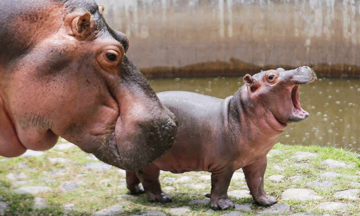 A male hippo calf (Hippopotamus amphibius) walks next to his mother Tami at the Guadalajara Zoo in Guadalajara, capital of the western Mexico state of Jalisco, on Tuesday. The baby hippo has become the zoo's star attraction since its birth on June 27. Guadalajara Zoo is the main zoological park in the Mexican city. Photo: VCG