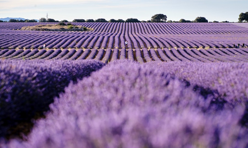 Getting lost in blooming lavender fields in Brihuega, Spain - Global Times