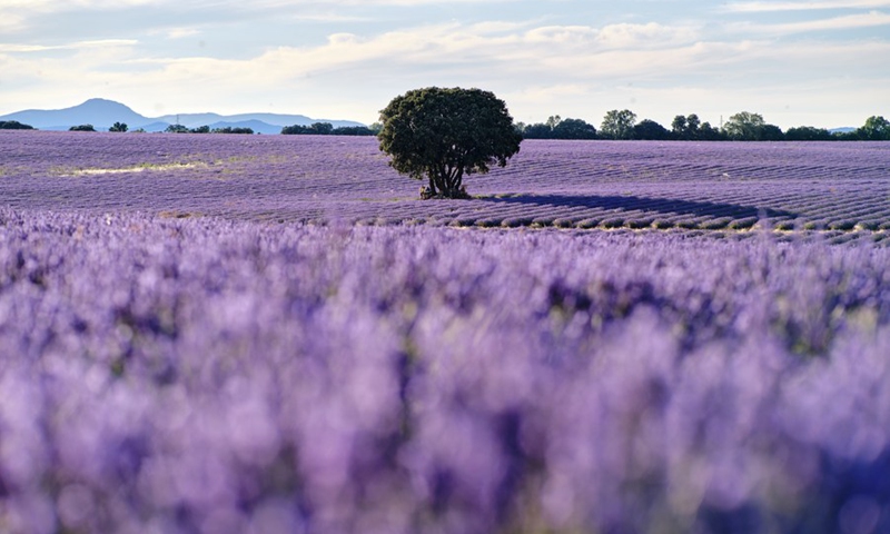 Getting lost in blooming lavender fields in Brihuega, Spain - Global Times