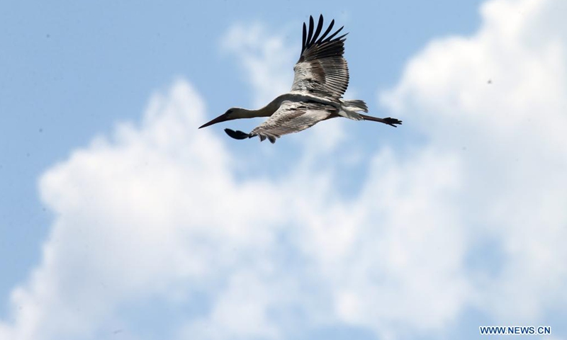 A stork flies over Mogan Lake in Ankara, Turkey, on July 24, 2021.(Photo: Xinhua)