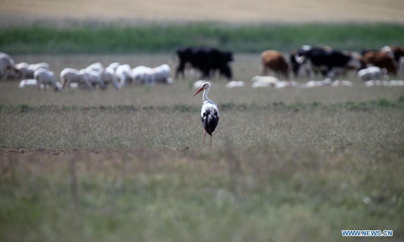 A stork is seen near Mogan Lake in Ankara, Turkey, on July 24, 2021.(Photo: Xinhua)