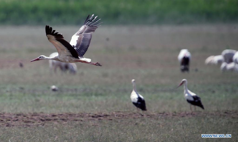 A stork flies near Mogan Lake in Ankara, Turkey, on July 24, 2021.(Photo: Xinhua)