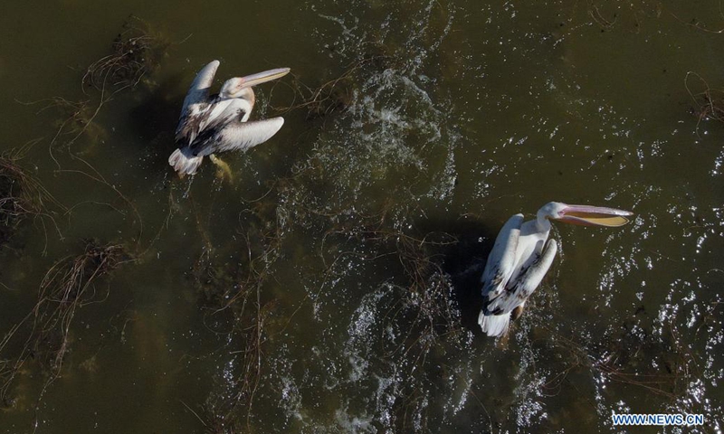 Pelicans are seen on Mogan Lake in Ankara, Turkey, on July 24, 2021.(Photo: Xinhua)