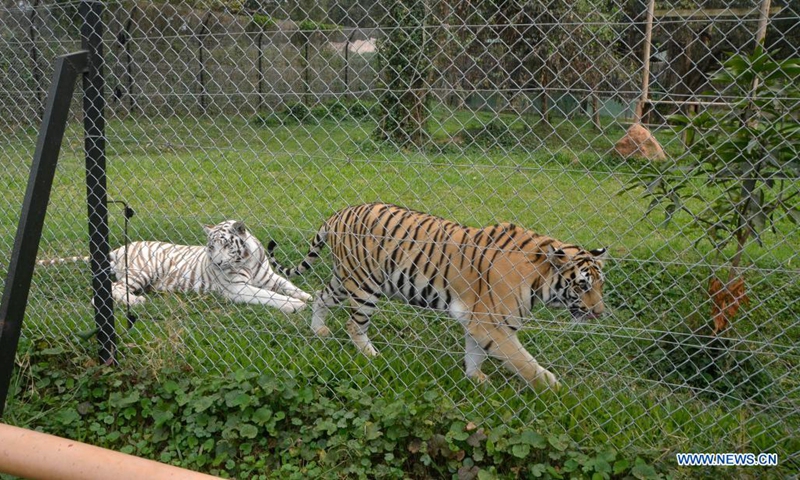 Tigers are seen at a free-ranging area at the Uganda Wildlife Education Conservation Center (UWEC) in Entebbe, Uganda, July 29, 2021.Photo:Xinhua