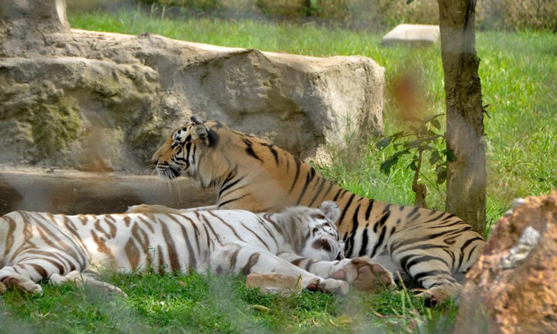 Tigers rest at a free-ranging area at the Uganda Wildlife Education Conservation Center (UWEC) in Entebbe, Uganda, July 29, 2021. The annual International Tiger Day, also known as Global Tiger Day, is celebrated on July 29 with an aim of raising awareness of tiger conservation.Photo:Xinhua