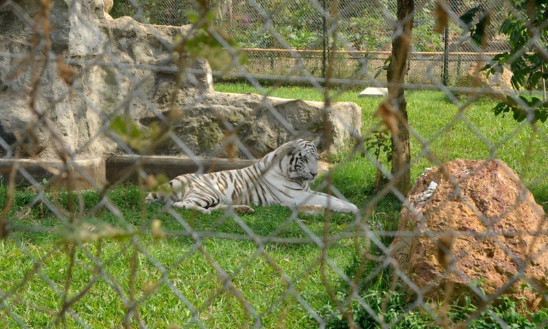 Tigers are seen at a free-ranging area at the Uganda Wildlife Education Conservation Center (UWEC) in Entebbe, Uganda, July 29, 2021.Photo:Xinhua