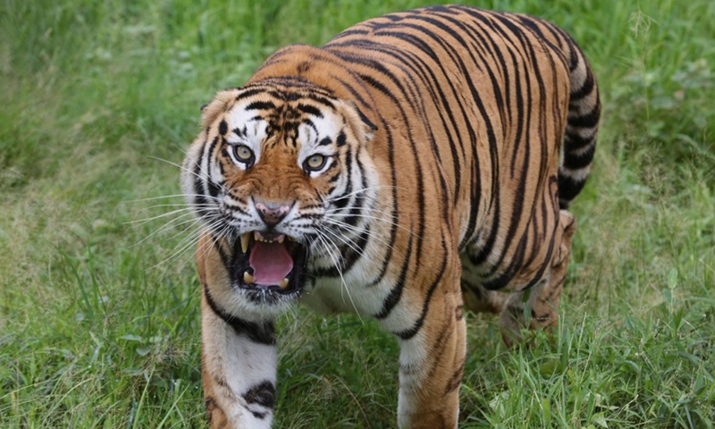 A Closer Look At Tigers In India - Global Times