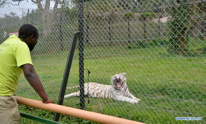 A man looks on as a tiger yawns at a free-ranging area at the Uganda Wildlife Education Conservation Center (UWEC) in Entebbe, Uganda, July 29, 2021.Photo:Xinhua