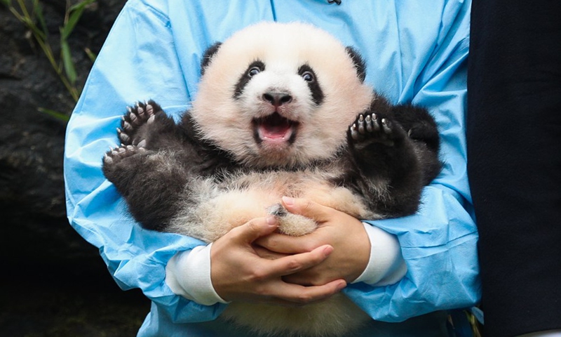 Where to see giant pandas in Europe? - Global Times