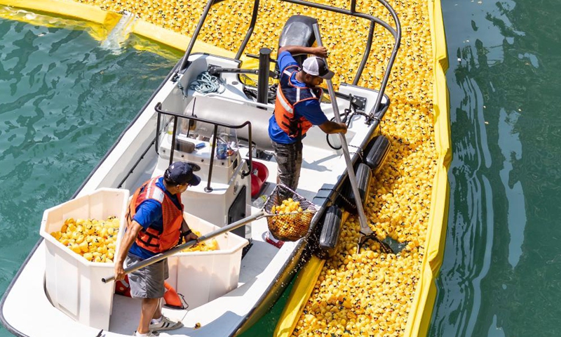 Yellow rubber ducks are taken out of the Chicago River in downtown Chicago, the United States, on Aug. 5, 2021.Photo:Xinhua