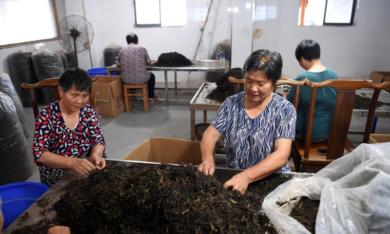 Workers select Yixian dark tea at a studio in Yixian County, east China's Anhui Province, July 30, 2021.Photo:Xinhua