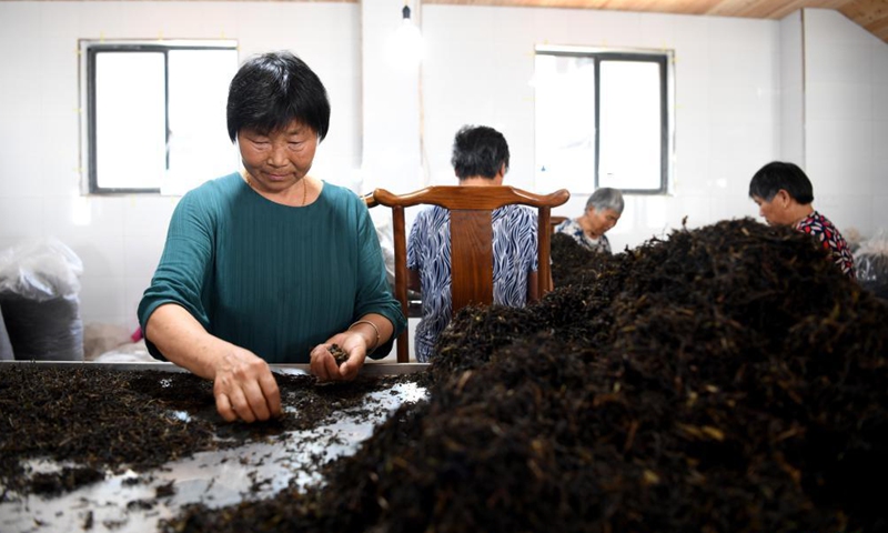 A worker selects Yixian dark tea at a studio in Yixian County, east China's Anhui Province, July 30, 2021.Photo:Xinhua