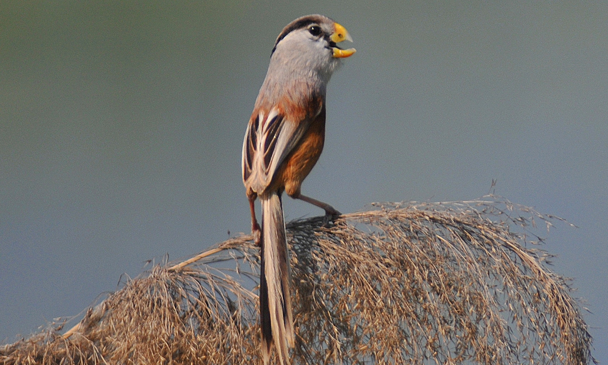 Reed parrotbill (Paradoxornis heudei), a rare bird species that is dubbed the 