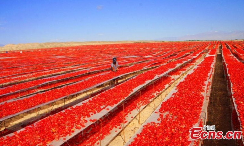 Tomatoes are dried in Yanqi Reclaimed Land, which is under the jurisdiction of Xinjiang Production and Construction Corps, China's Xinjiang Uygur Autonomous Region, on August 10, 2021. (Photo/ Bai Kebin) 

60, 000 mu (4, 000 hectares) tomatoes cultivated in the reclaimed land enters harvest season. Workers are busy drying the ripe tomatoes on the boards.
