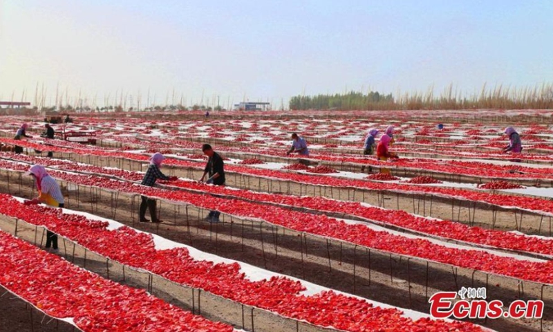 Workers are busy drying the ripe tomatoes on the boards on the reclaimed land, which is under the jurisdiction of Xinjiang Production and Construction Corps, China's Xinjiang Uygur Autonomous Region, photo released on August 10, 2021. (Photo/ Bai Kebin)
