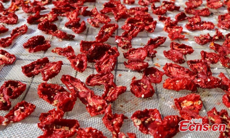 Photo released on August 10 shows sun-dried tomatoes in Yanqi reclaimed land, which is under the jurisdiction of Xinjiang Production and Construction Corps, China's Xinjiang Uygur Autonomous Region
