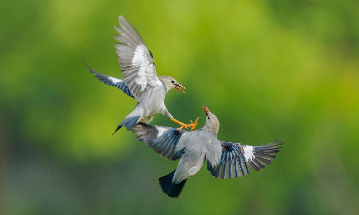 A pair of red-billed starlings, also known as 