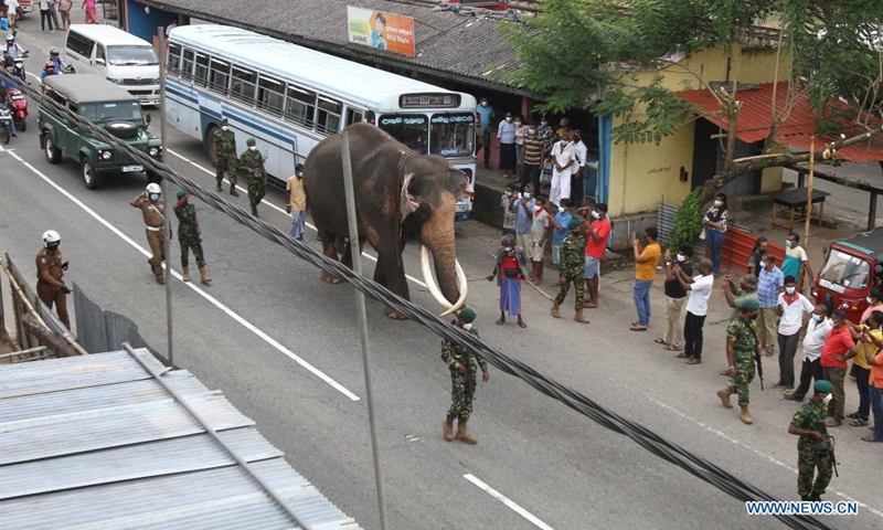 A royal elephant is seen passing Kadugannawa, a town nearby Kandy, on foot on its way to Kandy, Sri Lanka's second largest city, as it prepares to take part in the Kandy Esala Perahera in Kandy, Sri Lanka, Aug. 11, 2021. (Photo by Ajith Perera/Xinhua)