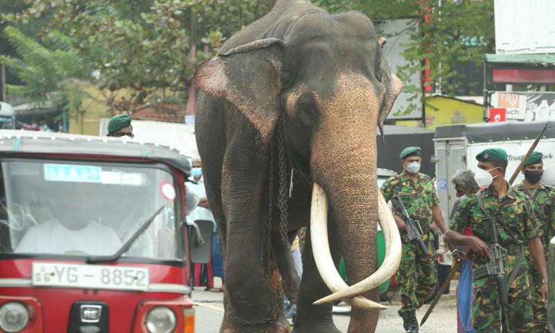 A royal elephant is seen passing Kadugannawa, a town nearby Kandy, on foot on its way to Kandy, Sri Lanka's second largest city, as it prepares to take part in the Kandy Esala Perahera in Kandy, Sri Lanka, Aug. 11, 2021. (Photo by Ajith Perera/Xinhua)