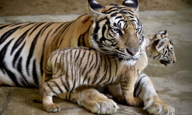 A Royal Bengal Tiger cub is seen with its mother in Bangladesh's National Zoo in Dhaka, Bangladesh, Aug. 17, 2021.(Photo: Xinhua)