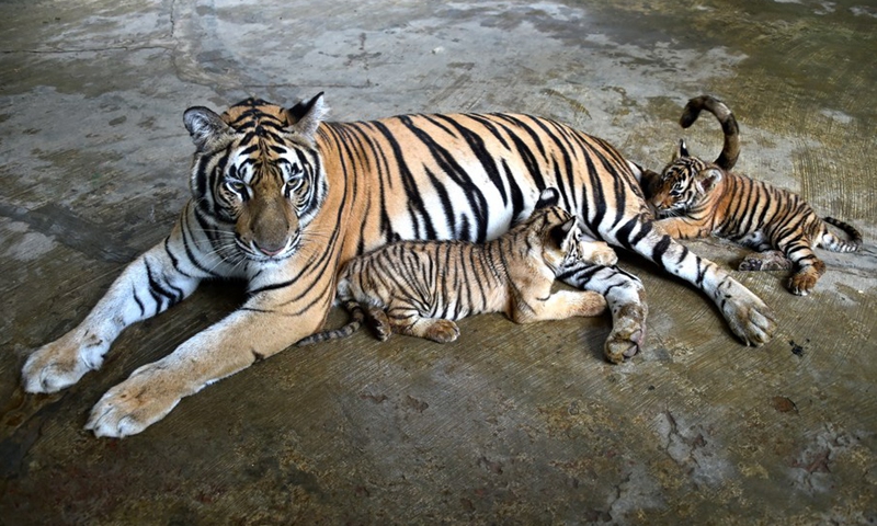 Two Royal Bengal Tiger cubs are seen with their mother in Bangladesh's National Zoo in Dhaka, Bangladesh, Aug. 17, 2021. (Photo: Xinhua)