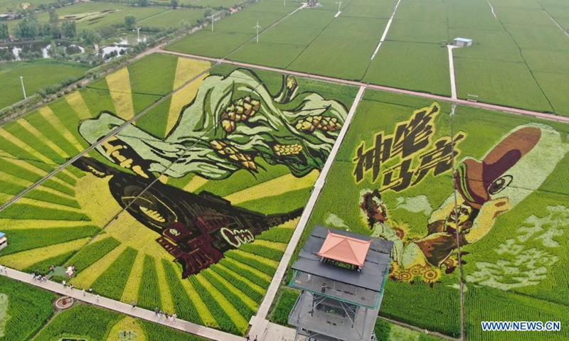 Aerial photo taken on Aug. 16, 2021 shows rice paddy art in Shenyang, northeast China's Liaoning Province.(Photo: Xinhua)