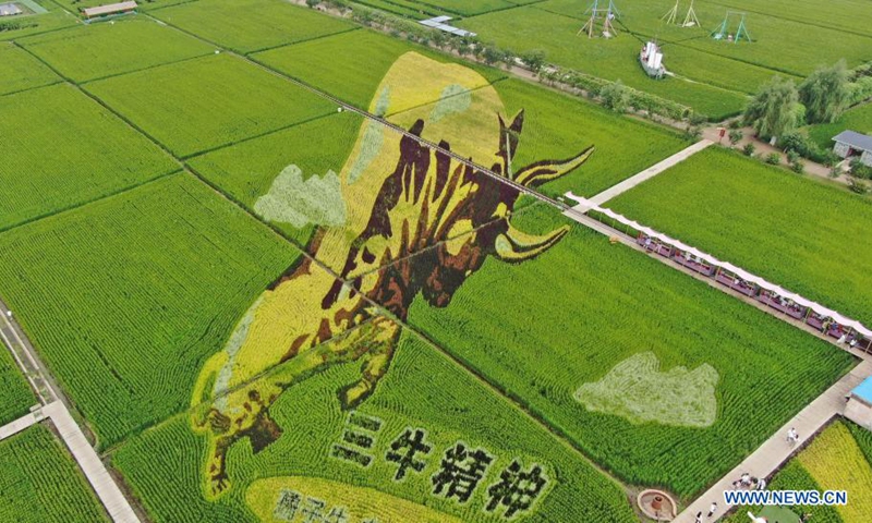 Aerial photo taken on Aug. 16, 2021 shows rice paddy art in Shenyang, northeast China's Liaoning Province.(Photo: Xinhua)