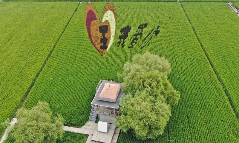 Aerial photo taken on Aug. 16, 2021 shows rice paddy art in Shenyang, northeast China's Liaoning Province.(Photo: Xinhua)