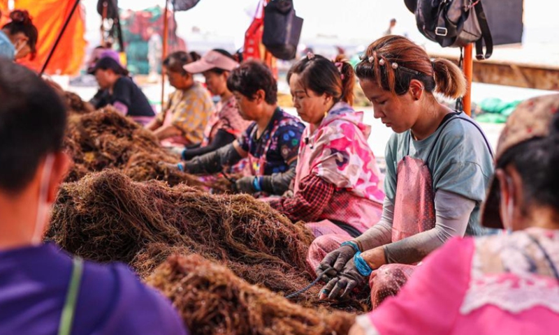 Workers sort out gracilaria in the coastal mariculture zone in Rongcheng city, east China's Shandong Province. (Photo: China News Service/Li Xinjun)
