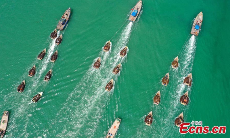 Sampans filled with gracilaria sail to the dock in the coastal mariculture zone in Rongcheng city, east China's Shandong Province. (Photo: China News Service/Li Xinjun)
