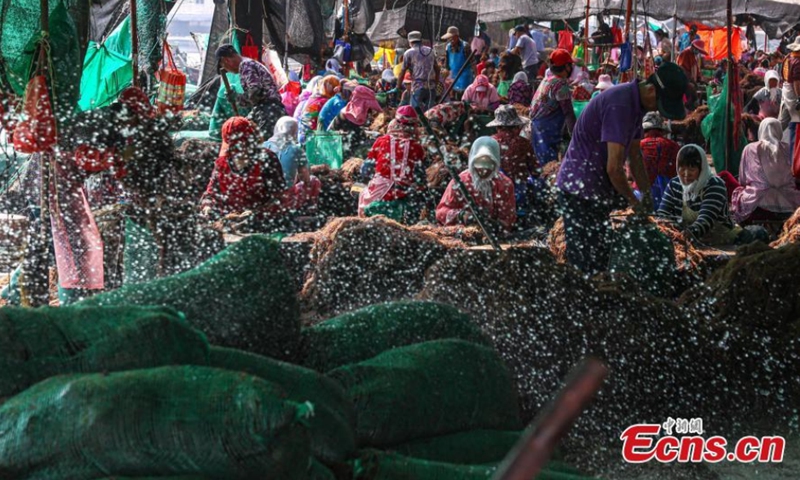 Workers are busy harvesting gracilaria, a genus of red algae, in a coastal mariculture zone in Rongcheng city, east China's Shandong Province. (Photo: China News Service/Li Xinjun) 

In recent years, workers in Rongcheng, Shandong Province have used kelp shelves to breed gracilaria according to the growth pattern of mariculture crops.
