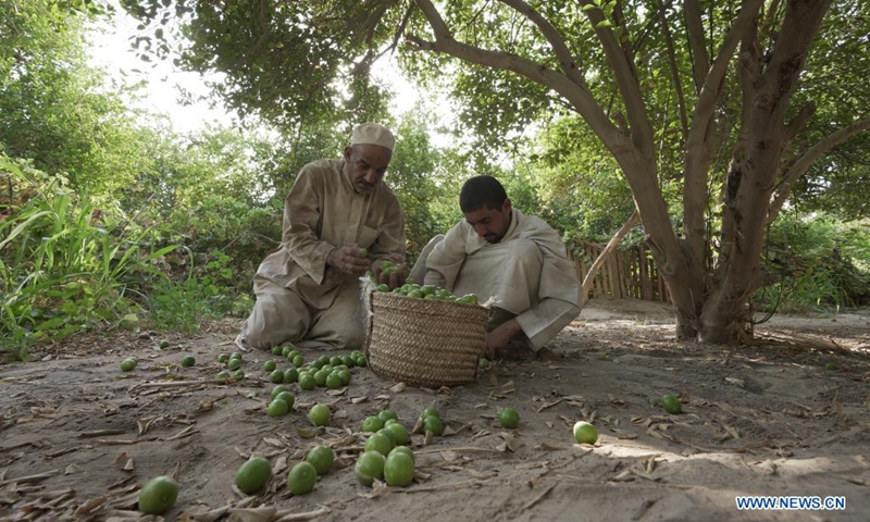 Farmers harvest lemons at a lemon farm in Al Ahsa, Eastern Province, Saudi Arabia, on Aug. 22, 2021.(Photo: Xinhua)