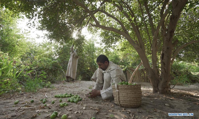 Farmers harvest lemons at a lemon farm in Al Ahsa, Eastern Province, Saudi Arabia, on Aug. 22, 2021.(Photo: Xinhua)